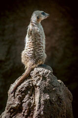 suricata observando desde lo alto