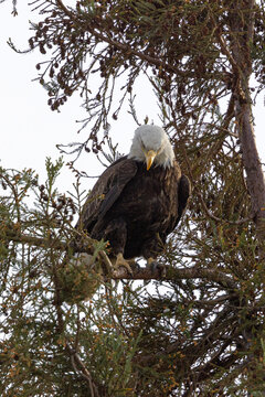 Close-up of a bald eagle perched, seen in the wild in  North California