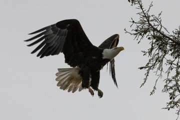 Bald eagle flying, seen in the wild in  North California