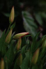 tulip bud