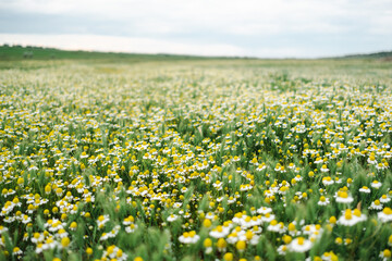 Camomile daisy meadow natural background with clear sky on horizon. Beauty, health, herbal. Beautiful nature design.