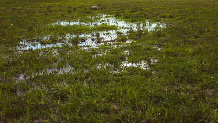 Puddle in a meadow after a rain storm