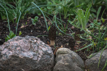 spring morel mushrooms grow near rocks in garden