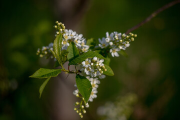Bird cherry buds and flowers on a bright background	