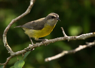 yellow bananaquit on a branch