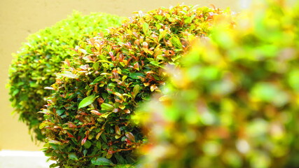 green grass in the garden