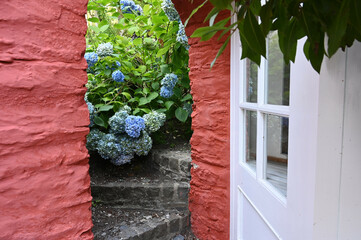 blue hydrangea in Portmeirion, Italian style village on the coast of North Wales