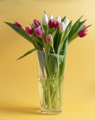 Tulips lots of in transparent vase on yellow