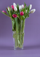 Tulips lots of in transparent vase on purple