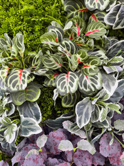 Calathea Makoyana and hedera helix canariensis together. 