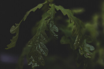 Young oak tree branch in spring