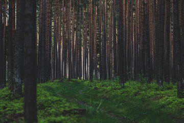 Fototapeta premium Winding dirt gravel road through sunny green pine forest illuminated by sunbeams