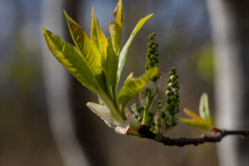 Bird cherry buds on a bright background	