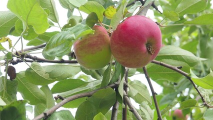 The gathering of the fruit. A boy`s hand tears a ripe red apple from a branch. the boy collects organic, environmentally friendly products, fruits in the garden. eat fruit from the tree