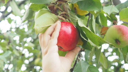 The gathering of the fruit. A boy`s hand tears a ripe red apple from a branch. the boy collects organic, environmentally friendly products, fruits in the garden. eat fruit from the tree