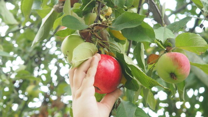 The gathering of the fruit. A boy`s hand tears a ripe red apple from a branch. the boy collects...