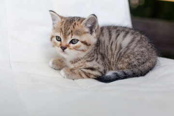 tabby kitten on the terrace in the country