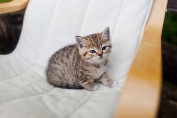 tabby kitten on the terrace in the country