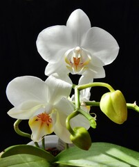 Fototapeta na wymiar blühende Orchidee