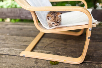 tabby kitten on the terrace in the country