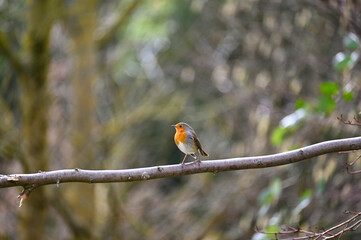 Robin bird on branch