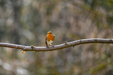 Robin bird on branch