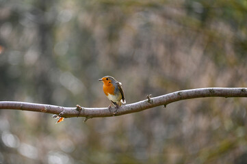 Robin bird on branch