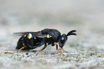 Closeup of a rather rare and dark black Chalcid wasp, Brachymeria obtusata