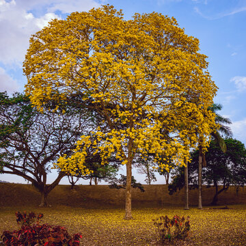 Big Yellow Poui Tree
