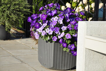 Garden flowers are blooming. Blooming flowers and plants. 