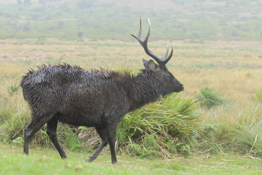 Sri Lankan Sambar Deer