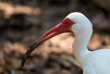 Extreme closeup of white and red crane bird wildlife