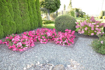 Landscaping of a garden plot. Flowers and plants in landscape design. 