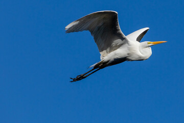 Egret