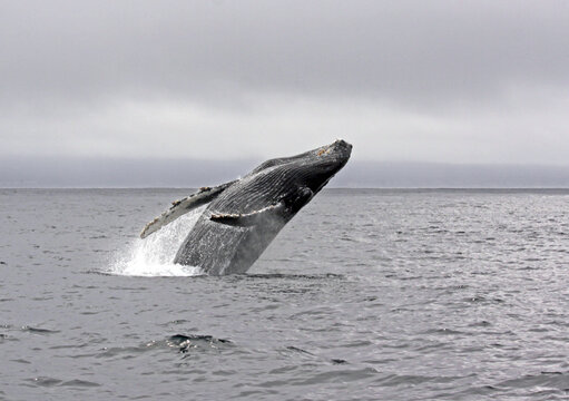 Jump of a humpback whale