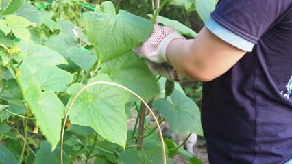 Young fresh cucumber growing on the garden in open ground. The cultivation of cucumbers in greenhouses. Shallow depth of field
