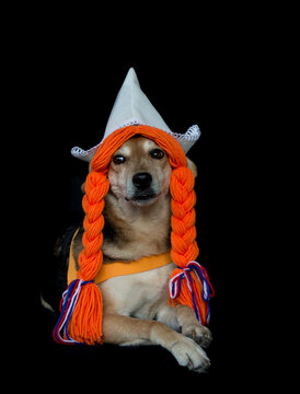 A Mongrel Dog With Braids And A Dutch Hat