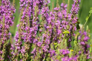 Obraz premium Purple loosestrife in bloom closeup view with selective focus on foreground