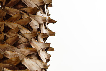 Macro of a Palm Tree Trunk, Close-up.