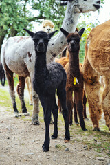 Closeup of a black llama with other llamas in the background