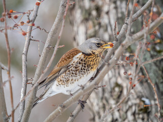 Fieldfare sitting on the bush and feeding on wild red apples in winter or early spring time.