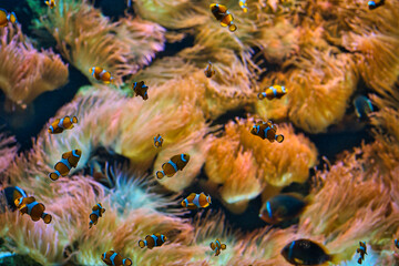 Picture of clownfish with a blurred background of coral reef