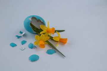 A closeup shot of a narcissus flowers inside a cracked blue egg against a light background with a copy space