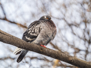 The fat pigeon sitting on a branch.