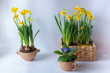 Narcisseae and a primula in pots against a white background