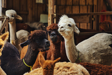 Closeup of a group of llamas in a farm