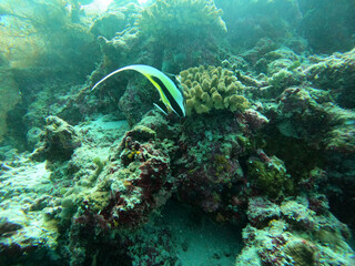 Beautiful moorish idol fish swimming in the sea