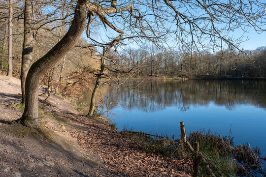 Scenic view of pond in the middle of the forest in Meudon, France