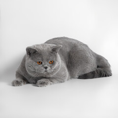 Blue grey british shorthair cat on the white studio background