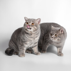 British blue spotted shorthair cat on the white studio background